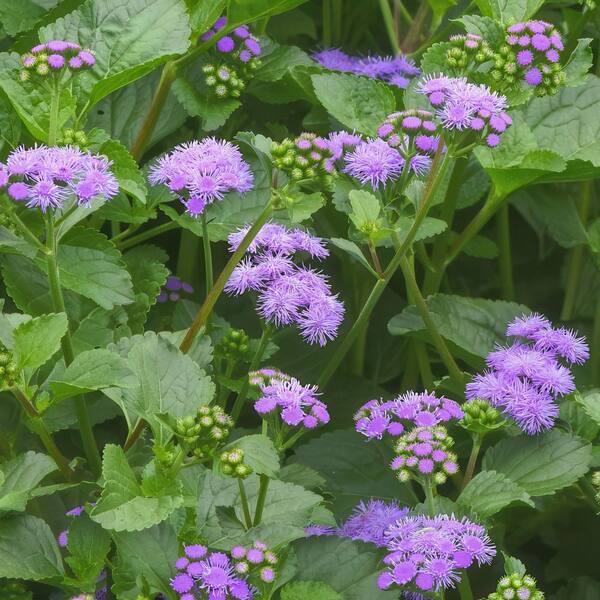 national PLANT NETWORK 3.25 in. Evolvulus Beach Bum Blue Plant in