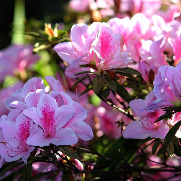 Perfect Plants George Tabor Azalea Shrub in 1 Gal. Growers Pot