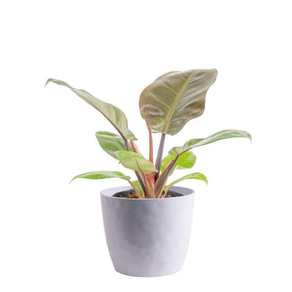 Growers Choice Philodendron Plant in 6 in. White Décor Pot