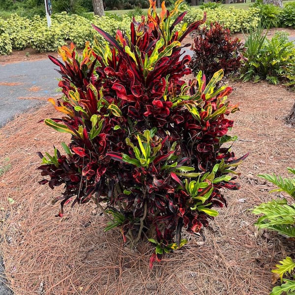 OnlinePlantCenter Mammy Croton Plant in a 10 in. Grower Pot CR010G3 - The  Home Depot