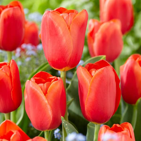 Garden State Bulb 12/+ cm, Triumph Orange Juice Tulip Flower Bulbs (Bag of 100)