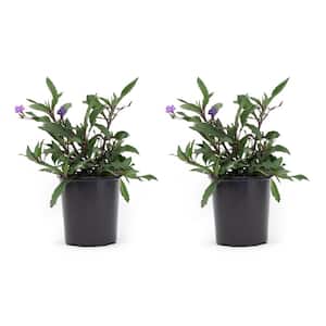 2.5 Qt. Ruellia Purple Flower in 6.33 in Grower's Pot (2-Pack)