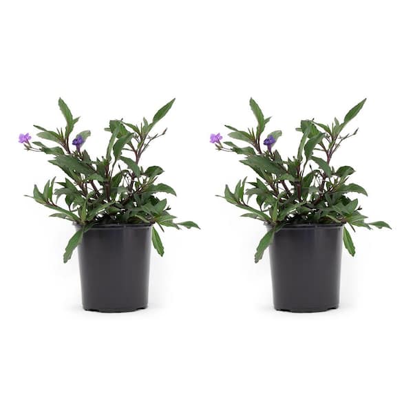 Pure Beauty Farms 2.5 Qt. Ruellia Purple Flower in 6.33 in Grower's Pot (2-Pack)