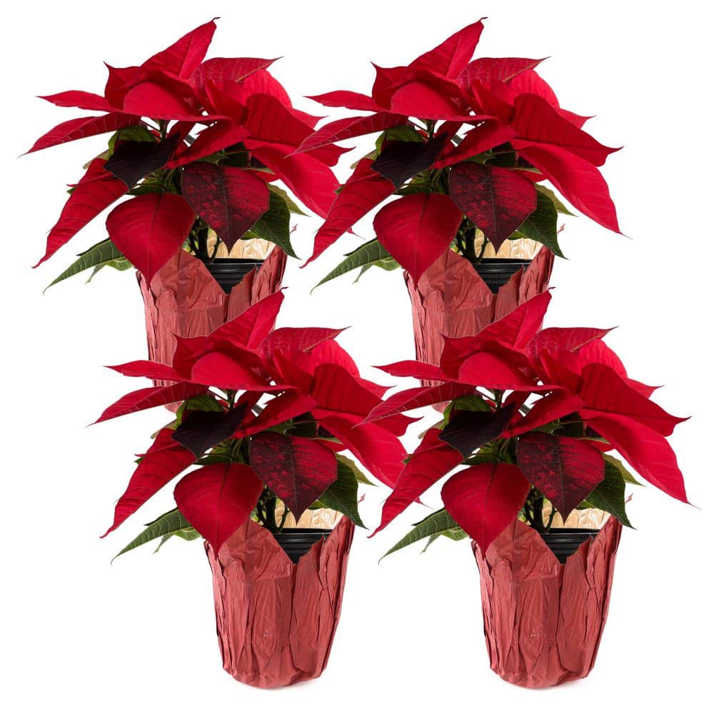 1.21-Pint Red Poinsettia Holiday Plants in 4 in. Pot (4-Pack)