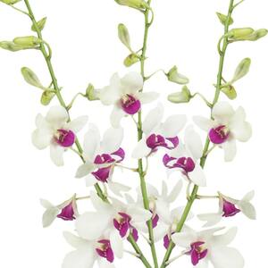 70 White and Purple Red Lip Orchid Flowers- Fresh Flower Delivery