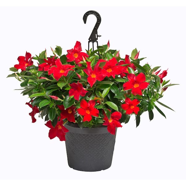 1.15 Gal. (#10) Hanging Basket Dipladenia Flowering Annual Shrub with Red Blooms