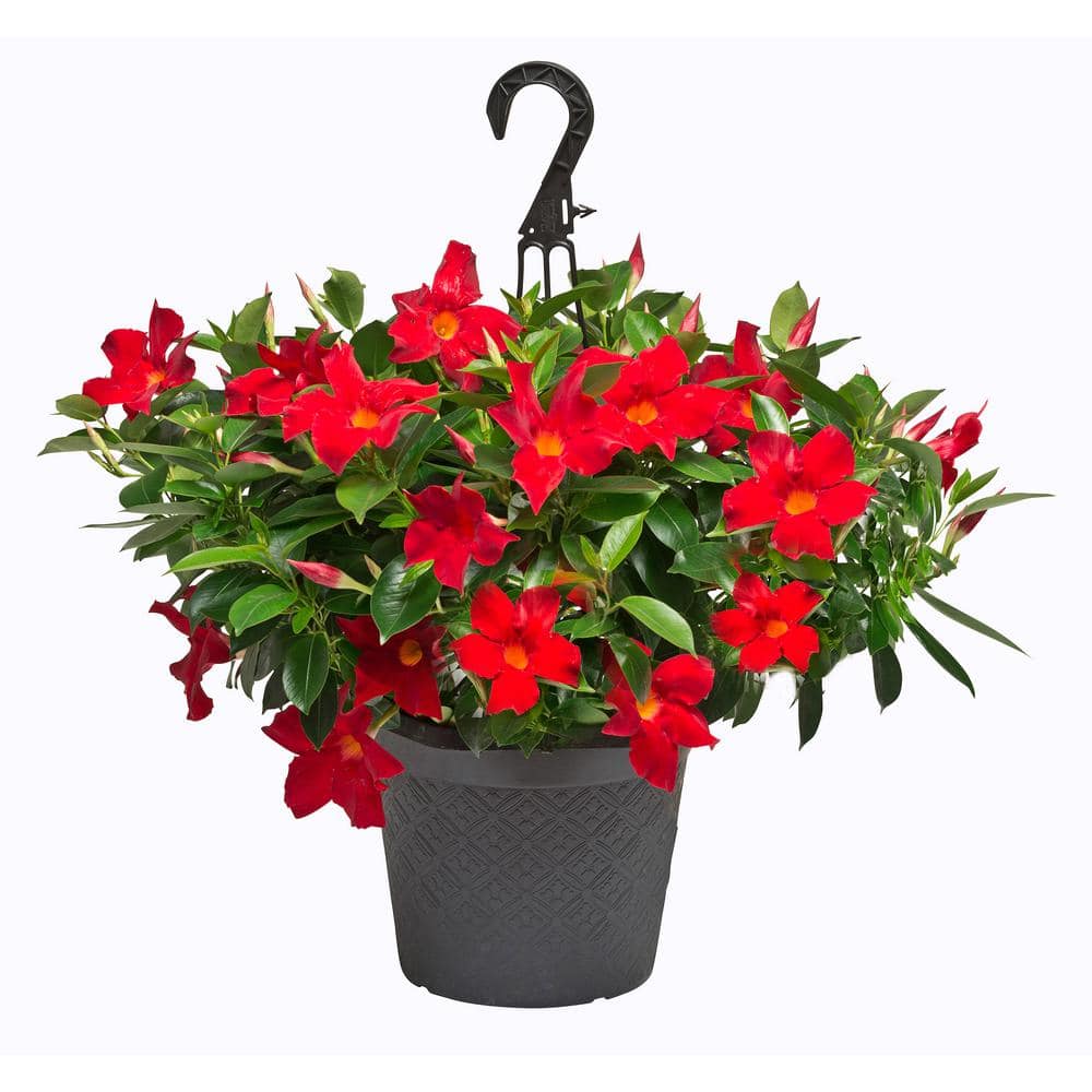 Rio 1.15 Gal. Hanging Basket Dipladenia Flowering Annual Shrub with Red  Flowers 272482 - The Home Depot