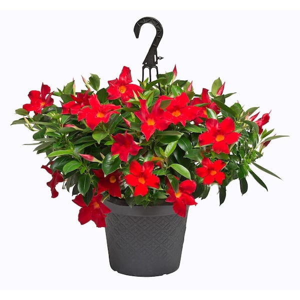 Best Plants for Hanging Baskets - The Home Depot