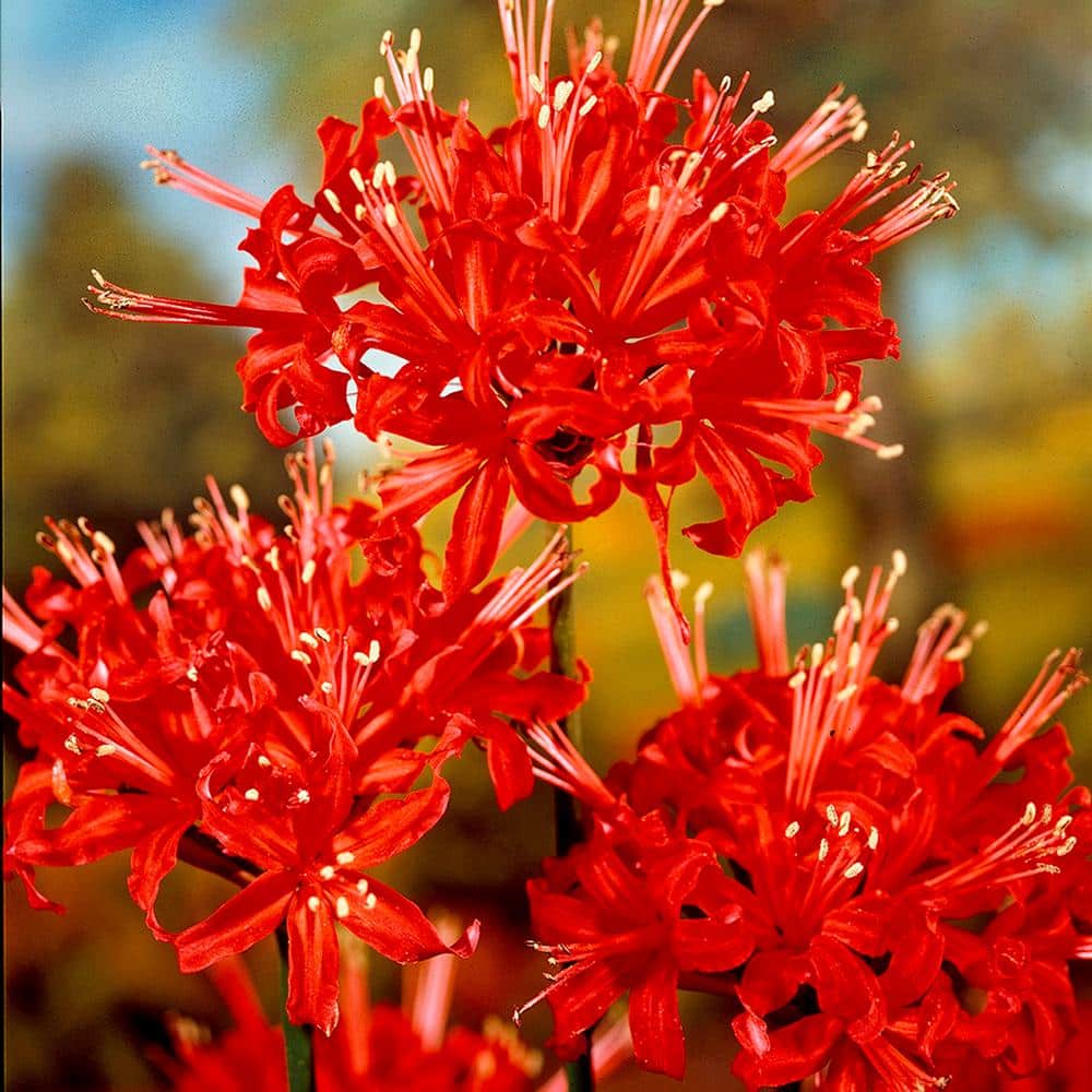 VAN ZYVERDEN Lycoris Radiata Set of 3 Bulbs 87345 - The Home Depot