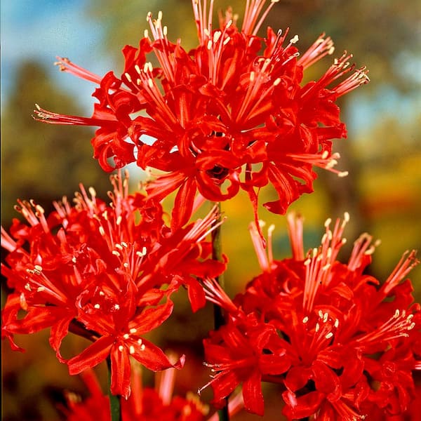 VAN ZYVERDEN Lycoris Radiata Set of 3 Bulbs
