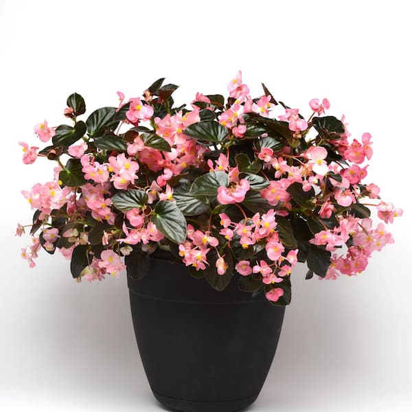 ALTMAN PLANTS #1 2.5 Qt. Bronze Leaf Pink Begonia Plant 10024
