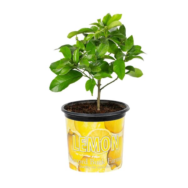 METROLINA GREENHOUSES Gal. Citrus Tree Lemon (1-Pack) 5113 - The Depot