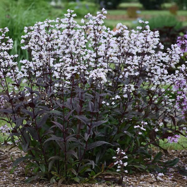 Spring Hill Nurseries Onyx and Pearls Penstemon Potted Flowering Perennial Starter Plant (1-Pack)