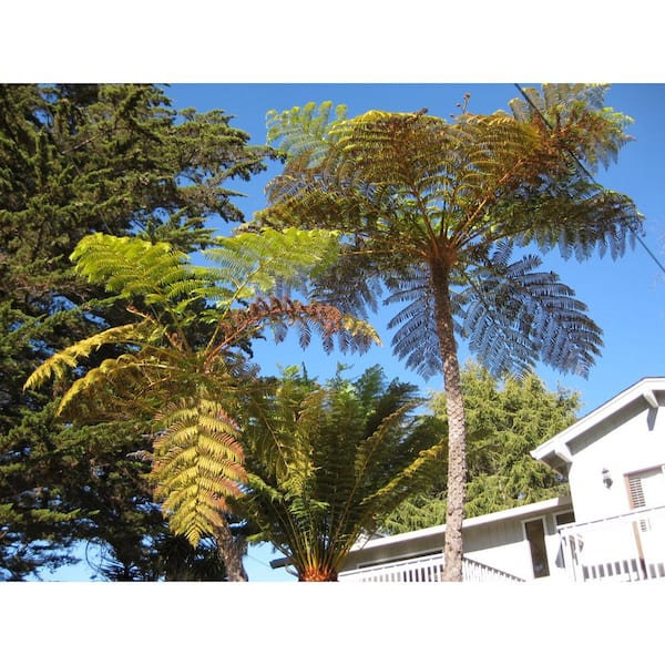 【Tree fern】 Tasmanian Tree Fern — Green Acres Nursery & Supply