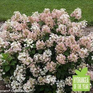 1 Gal. Little Quick Fire Hardy Hydrangea (Paniculata) Live Shrub, White to Pink Flowers
