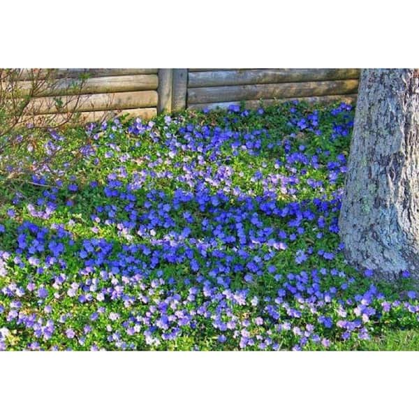 2.5 qt. Vinca Minor Bowles Mauve 1005887392 - The Home Depot