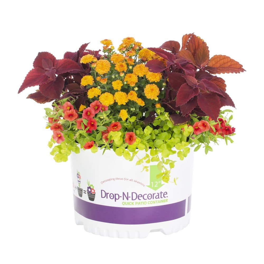 METROLINA GREENHOUSES Gal Drop N Decorate Calibrachoa Coleus Lysimachia And Mum Combo