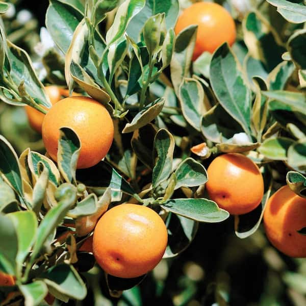 Citrus Mitis (Calamondin) (Citrofortunella mitis van