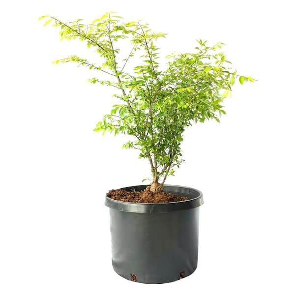 Fusion Burning Bush Dwarf #7