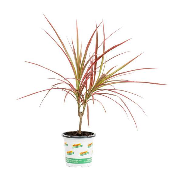elephant ear plants indoor or outdoor Artificial Elephant Ears Plant Set (2) | Emerald main image 0