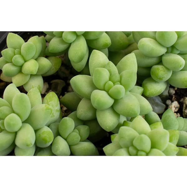 Size Shop Succulents String of Pearls Succulent 2 Grower Pot Hand Selected for Health 2 inch