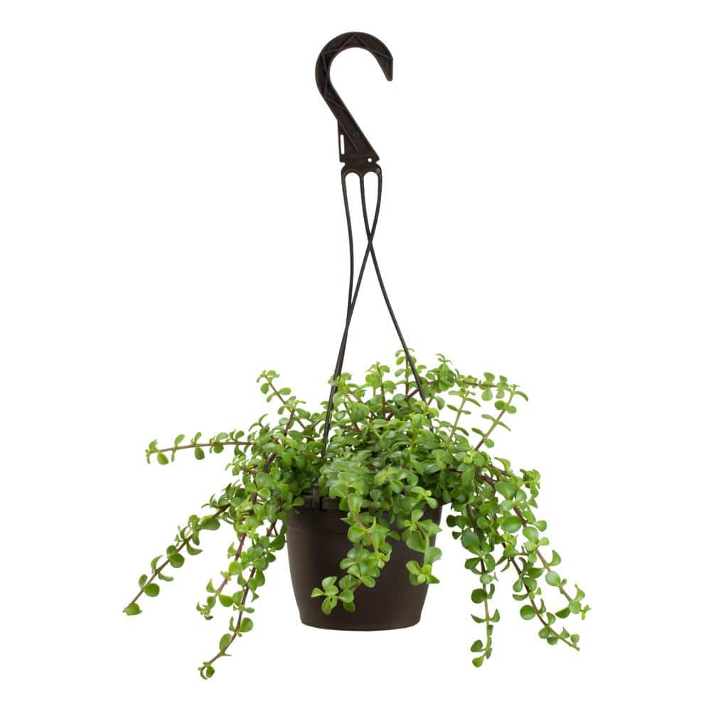 SMART PLANET 6 in. Portulacaria Afra Prostrata Hanging Basket 0883260 ...