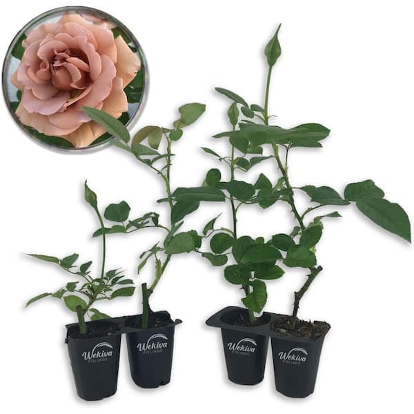 Koko Loko Rose Bush 4-Live Starter Plants in 2 in. Pots-Beautiful Roses from Florida-Ornamental Rose