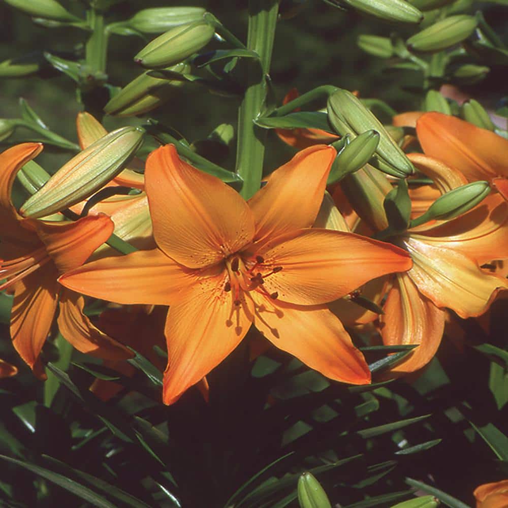 0.4 Qt. Tiny Dino Orange Asiatic Lily Plant 18728 - The Home Depot