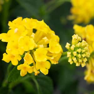 1 Qt. Lantana New Gold Plant Collection (4-Pack)