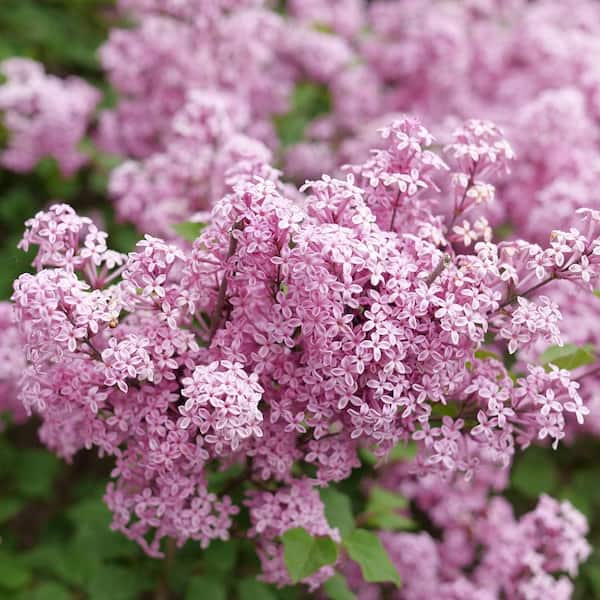 1 Gal. Bloomerang Purpink Reblooming Lilac (Syringa x Pubescens) Live Flowering Shrub with Purple Flowers