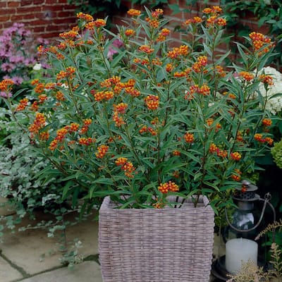 Butterfly Milkweed Patio Kit With Decorative Ratten Planter, Planting Medium and Roots (Set of 3)