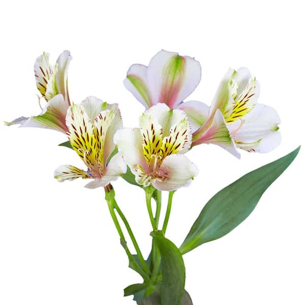 Globalrose 60 Stems of Cream Select Alstroemerias- Fresh Flower Delivery