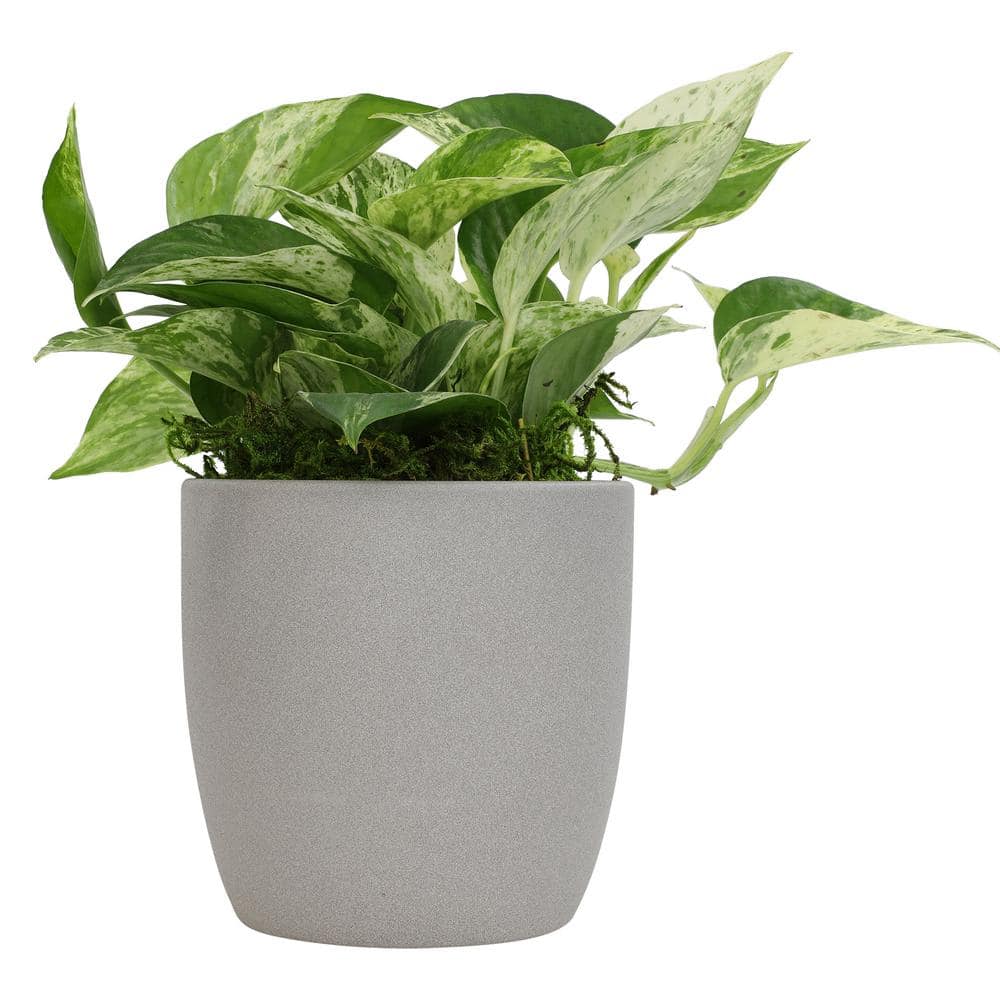 Marble Queen Pothos in Gray Ceramic Pot