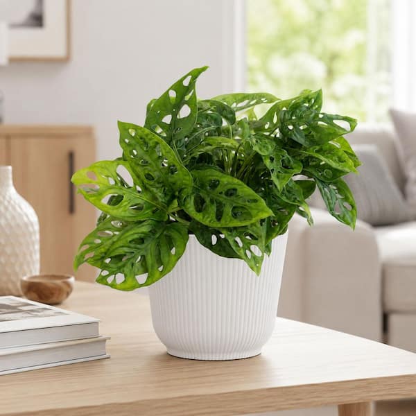 United Nursery Monstera adansonii Swiss Cheese Vine Live Plant in