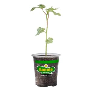 19 oz. Clemson Spineless Green Okra Vegetable Plant