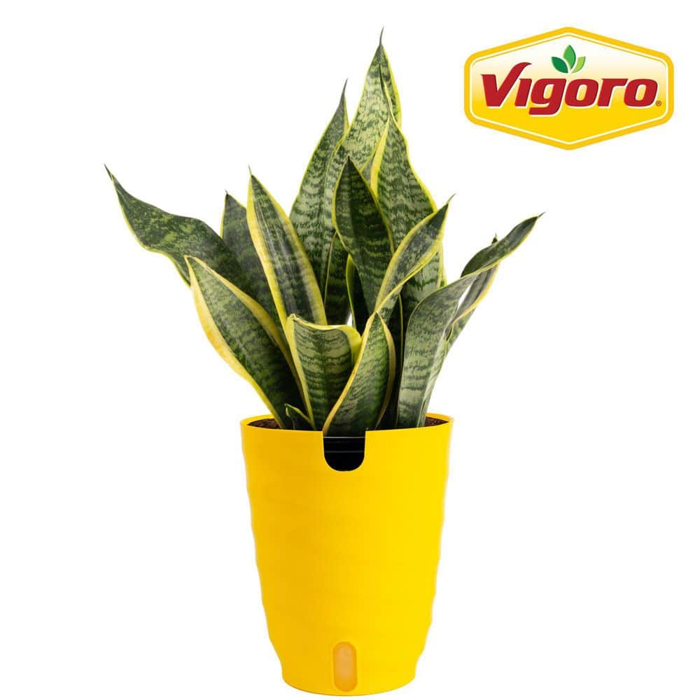 Costa Farms Grower's Choice Sansevieria Indoor Snake Plant in 6 in