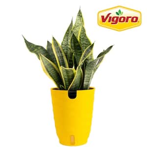 Vigoro Grower's Choice Sansevieria Indoor Snake Plant in 6 in. White Decor  Pot, Average Shipping Height 1-2 ft. M-SAN-S-WJP-01 - The Home Depot