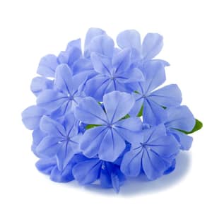 Blue Plumbago Capensis Outdoor Plant Garden Perennial Evergreen with Lavender-Blue Blooms in 2.5 qt. Grower Pot