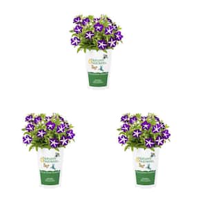 2 qt. Petunia Blanket Blue Star Purple Bicolor Annual Plant (3-Pack)