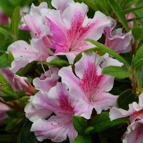 3 Gal. Encore Autumn Twist Azalea Evergreen Shrub with Pink and