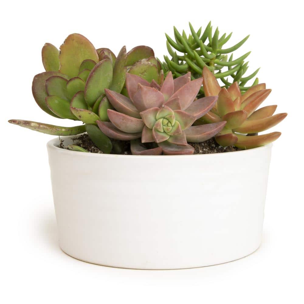 5.5 in. Succulent Garden in White Ribbed Glazed Planter -  SMART PLANET, 0872538