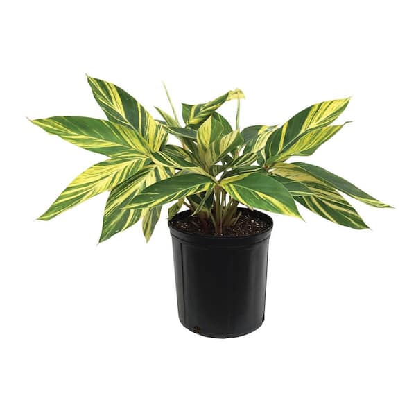 1.72 Gal. Variegated Ginger Tropical Perennial Plant (1-Pack)