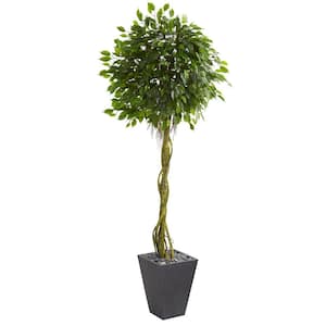 6 ft. High Indoor/Outdoor Ficus Artificial Tree in Slate Planter