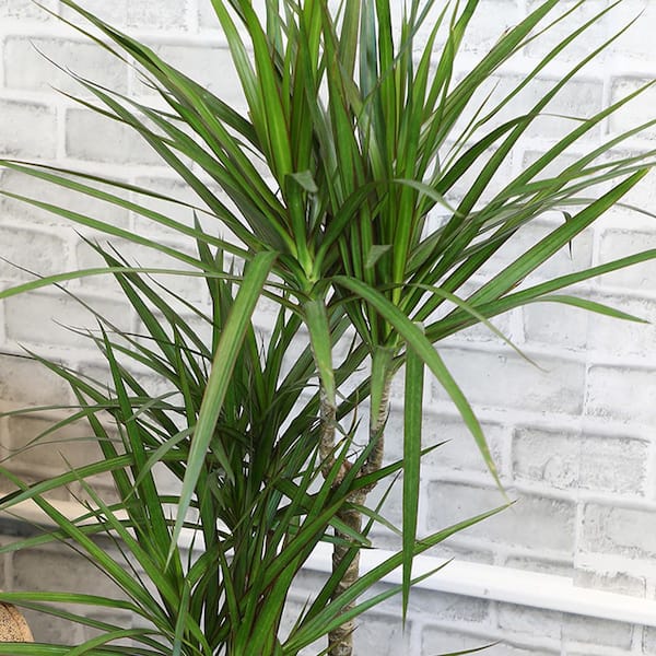 2 Gal. P1 Dracaena Draco Plant in Pot 1006438558 - The Home Depot