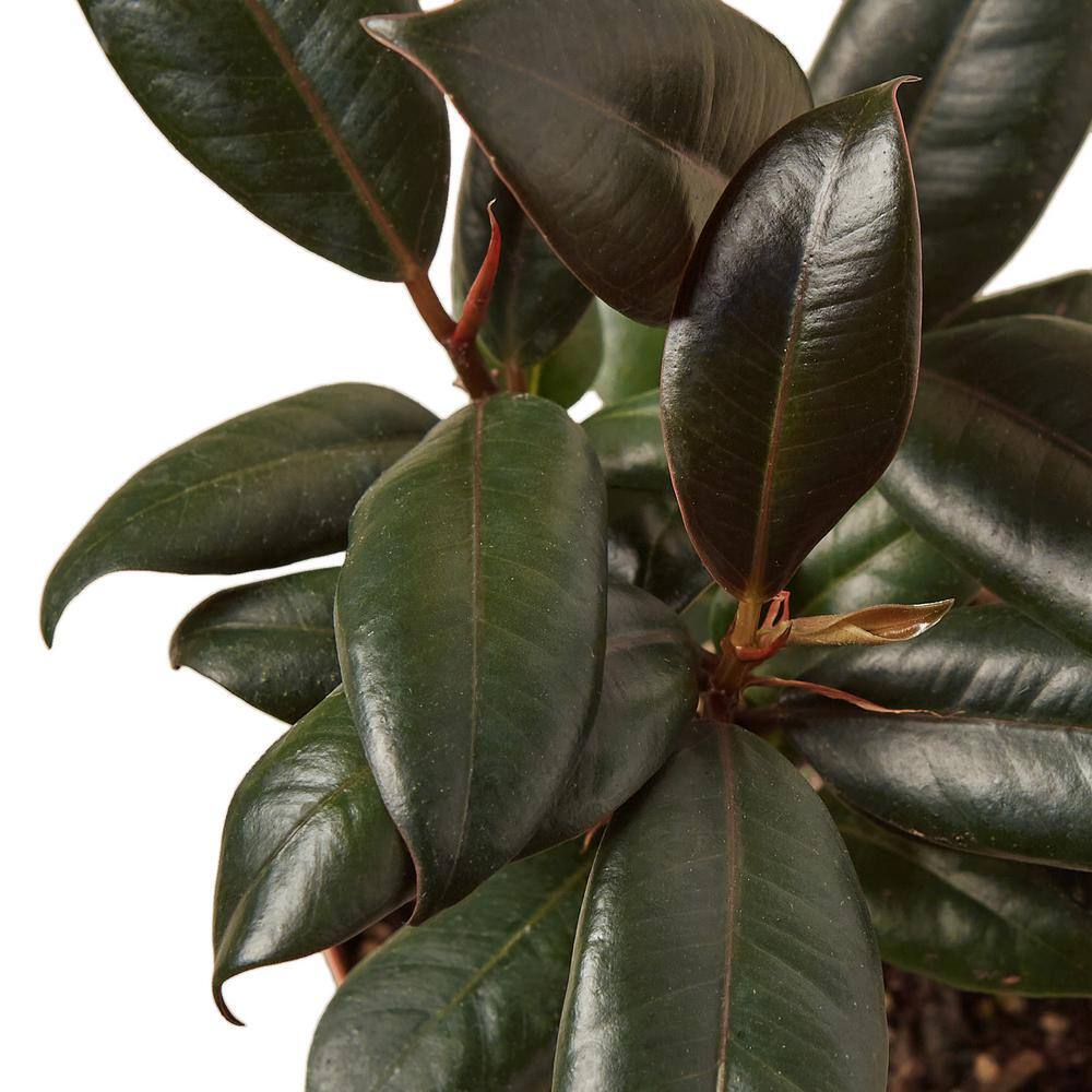 Ficus Elastica Burgundy 4" Pot Indoor Plant
