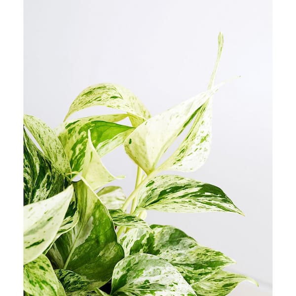 2 Gal. Marble Queen Pothos Plant in 12 in. Hanging Basket