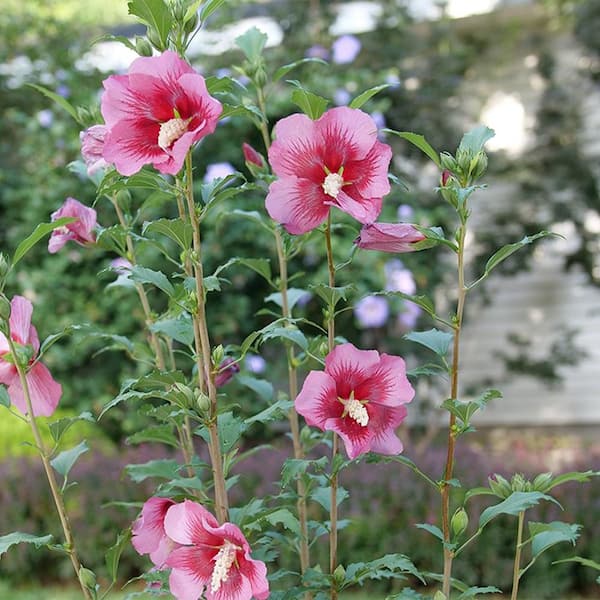 PROVEN WINNERS 2 Gal. Red Pillar Rose of Sharon (Hibiscus) Shrub with Dark  Pink Flowers with Red Centers 17624 - The Home Depot
