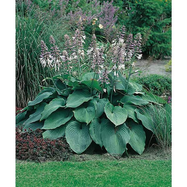 Outsidepride Hosta American Seeds - 100 Pcs. Perennial, Easy To Grow & Low Maintenance, Flower Seeds For Planting Vibrant Shade-Loving Mixed Foliage For Garden Beds, Borders, & Container Displays