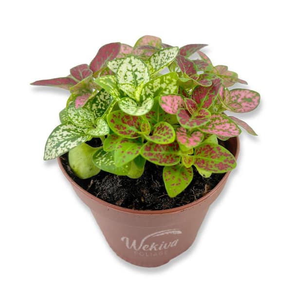 Tricolor Polka Dot Plant-1 Live Plant in a 2 in. Growers Pot-Hypoestes Phyllostachya