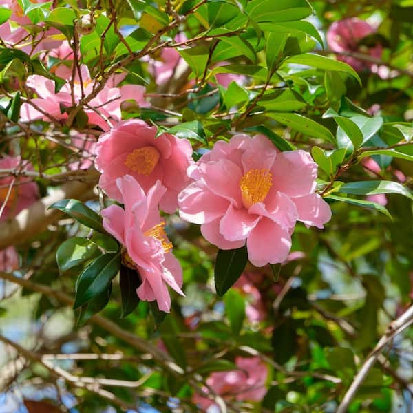 national PLANT NETWORK 3 gal. Camellia Sasanqua Pink Icicle Shrub